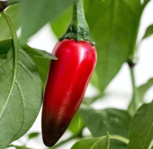 le Piment Jalapeno est de 8000 sur l'échelle de Scoville