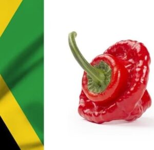 le Piment Scotch Bonnet est l'un des plus forts du monde sur l'échelle de scoville