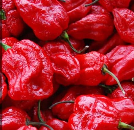 le piment 7 pot est un piment très fort