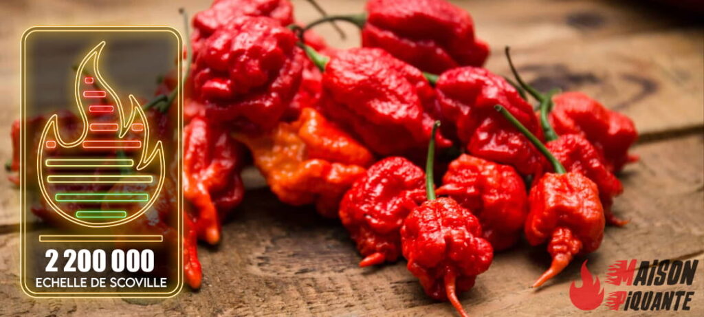 le piment carolina reaper est l'un des piments le plus fort du monde avec 2 200 000 sur l'échelle de scoville