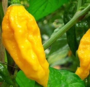 piment Fatalii 400 000 sur l'échelle de scoville