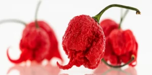 tout savoir sur le carolina reaper