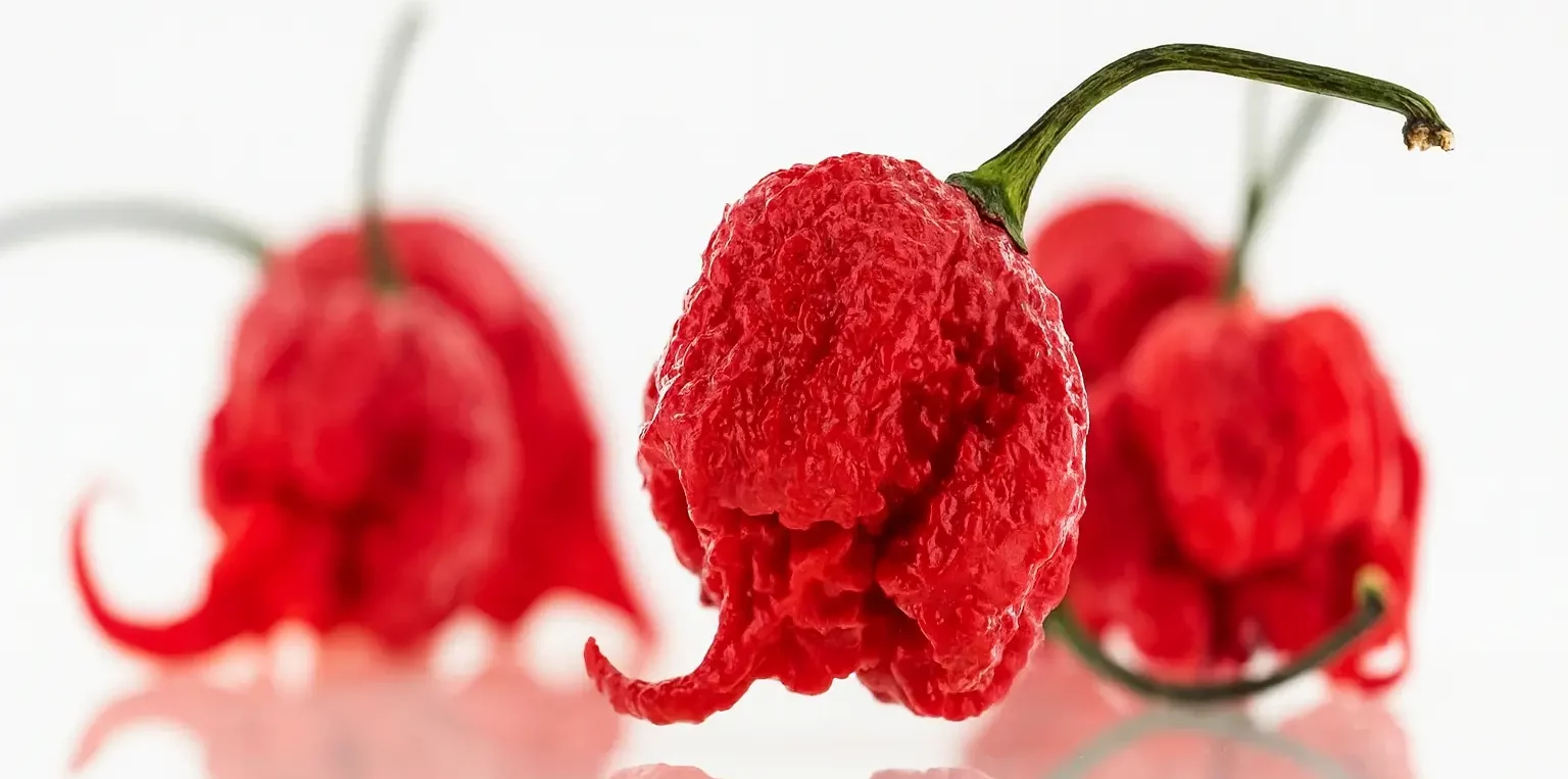 tout savoir sur le carolina reaper