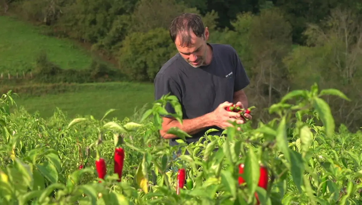 homme dans champ de culture de piment d'espelette