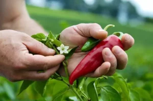 piment d'espelette avec fleur