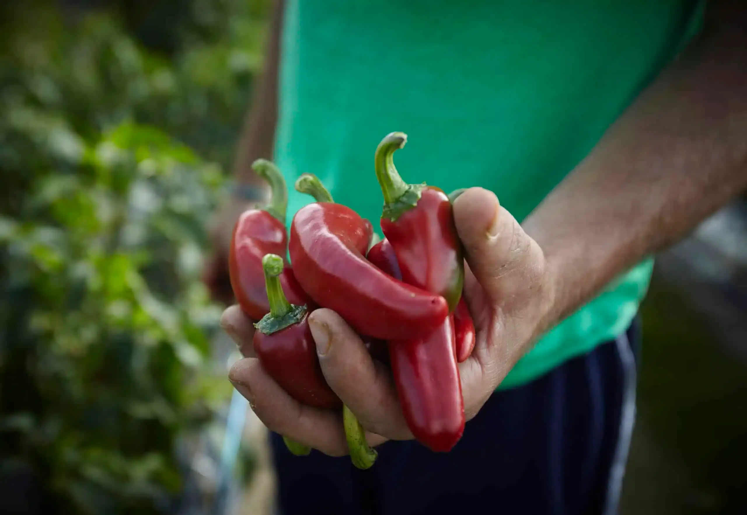 maraicher qui tient un piment espelette dans la main