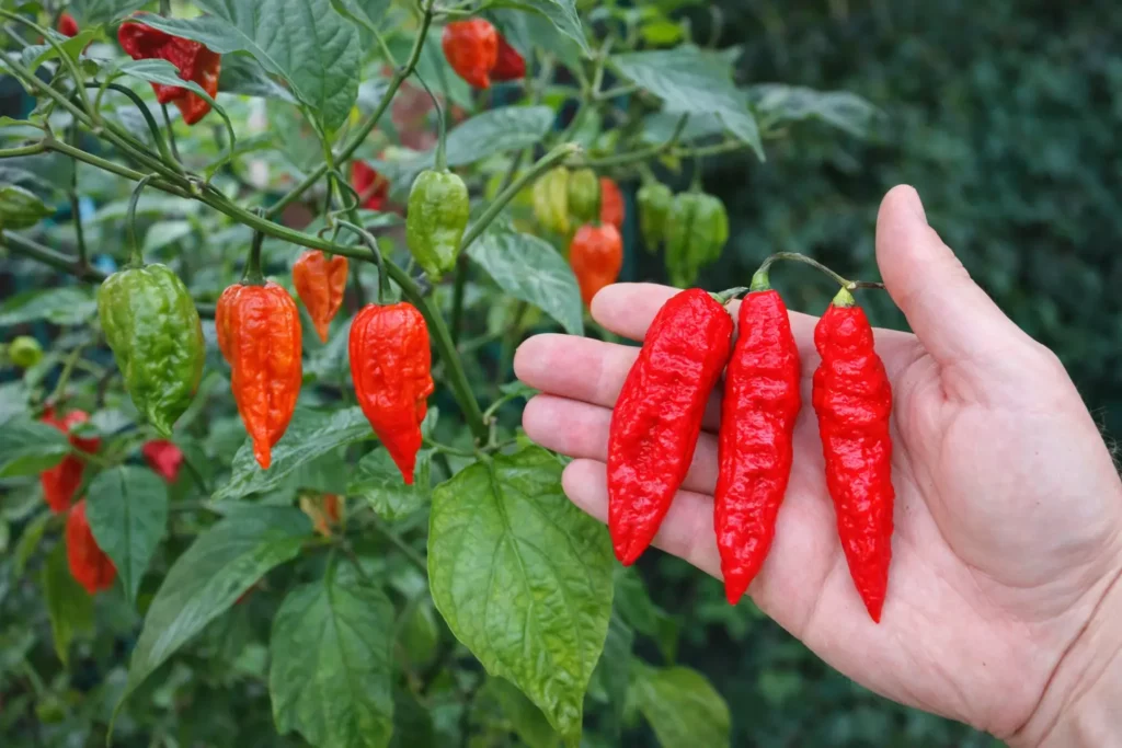 Piment Ghost Pepper Bhut Jolokia rouge mûr tenu en main devant un plant avec piments verts et rouges