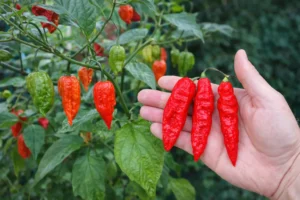 Piment Ghost Pepper Bhut Jolokia rouge mûr tenu en main devant un plant avec piments verts et rouges