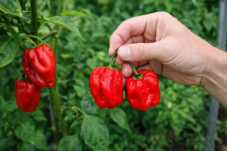 guide du piment habanero