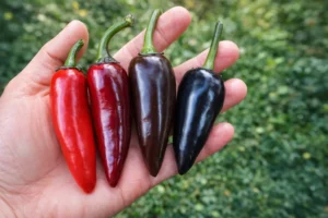 piments jalapeño rouges et noirs montrant les différentes étapes de maturation et leur puissance