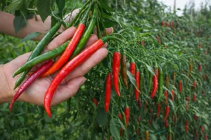 Piments Kashmiri rouges et verts en main sur plant – piment Kashmiri doux et coloré utilisé en cuisine indienne