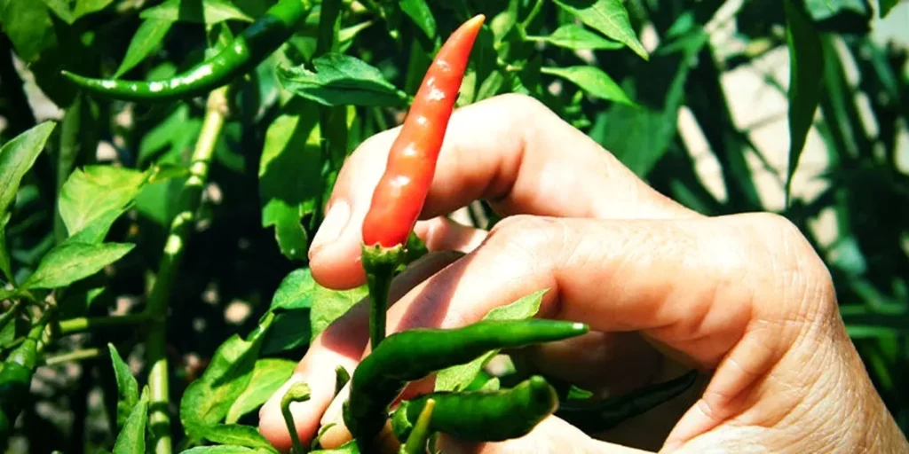 récolte d’un piment oiseau rouge sur un plant de capsicum frutescens
