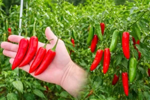 Piments serrano rouges et verts récoltés à la main sur un plant de chili serrano