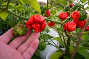 Piment Trinidad Scorpion rouge mûr sur plant avec forme caractéristique en queue de scorpion et texture ridée