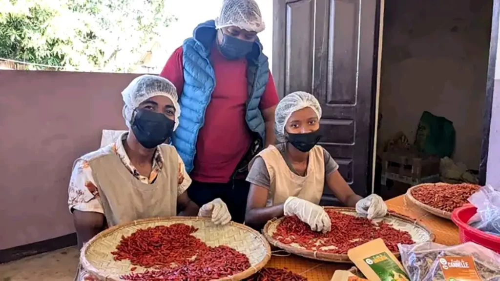 tri et séchage de piments oiseaux rouges par des producteurs