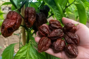 encyclopédie du piment 7 pot