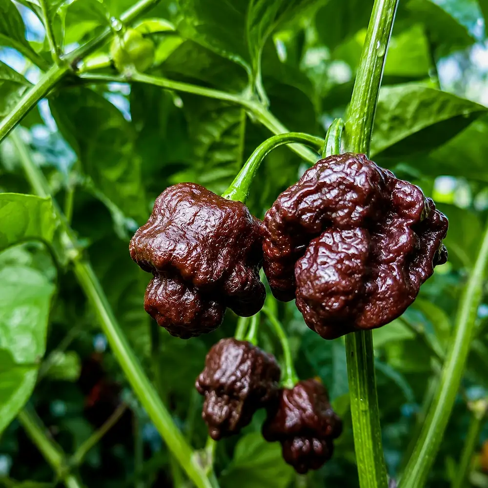 faire pousser des piments 7 pot