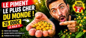 le piment aji charapita est le piment le plus cher du monde