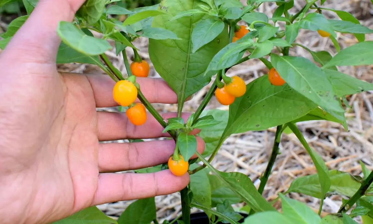 plan de piment Aji Charapita