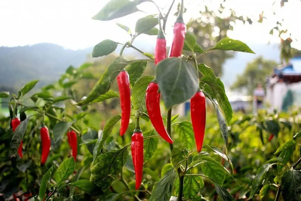 piment de cayenne