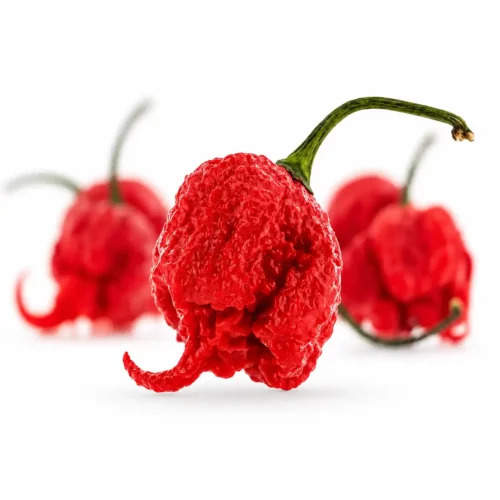 Piments Carolina Reaper ultra-frais