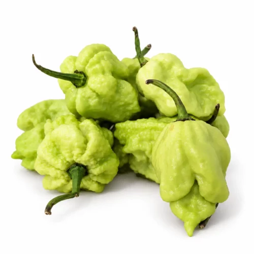 piment carolina reaper frais vert